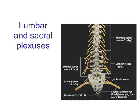 Ppt Sacral Plexus Femoral And Sciatic Nerves Powerpoint 50 Off