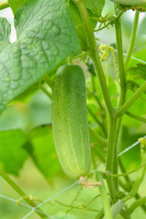 The 17 Best Types Of Cucumbers To Grow At Home Pickling Fresh Eating