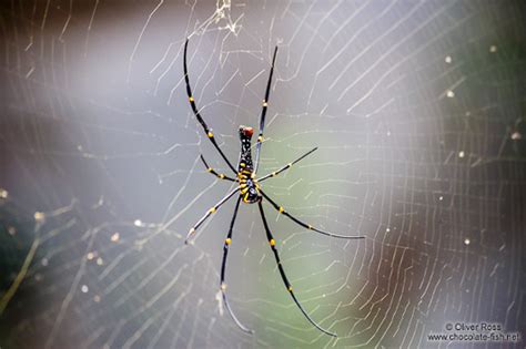 Thailand Pflanzen Und Tierelarge Spider Sitting In Its Web In Chiang