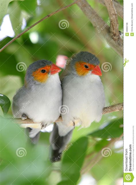 Two Birds Huddled Together Stock Photo Image Of Rapid 89993198