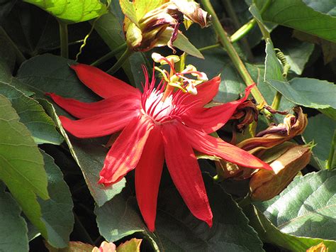 Passiflora incarnata has a long history of. Crimson Passion Flower (Passiflora vitifolia) in Lafayette ...