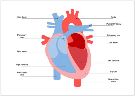Human Heart Diagram For Biology Students Edrawmax Templates