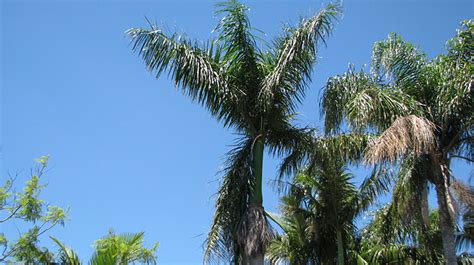 Cuban Royal Palm Brisbane Trees And Gardens