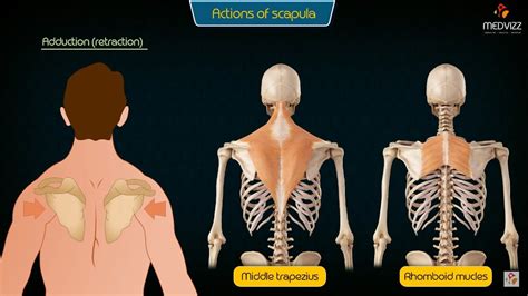 Protraction And Retraction Of Scapula