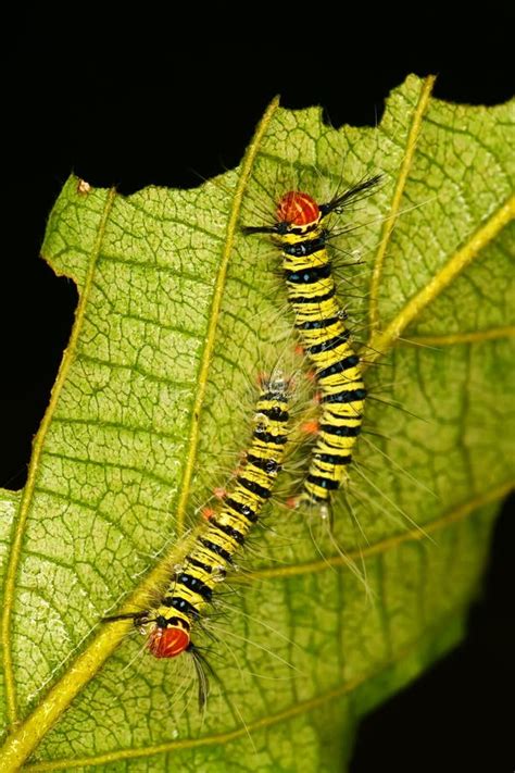 Baby Caterpillars With Rain Drops On The Leaf Stock Photo Image Of