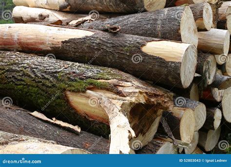 Piled Tree Trunks Closeup Stock Image Image Of Bark 52803043