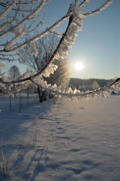 Free Images Tree Nature Branch Snow Cold Sunrise Sunlight