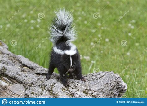 Baby Skunk Ready To Spray Close Up Stock Image Image Of Mephitis