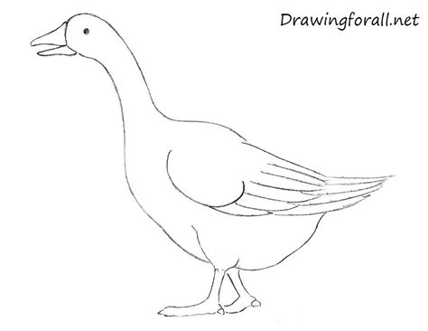 How To Draw A Goose Plantforce21