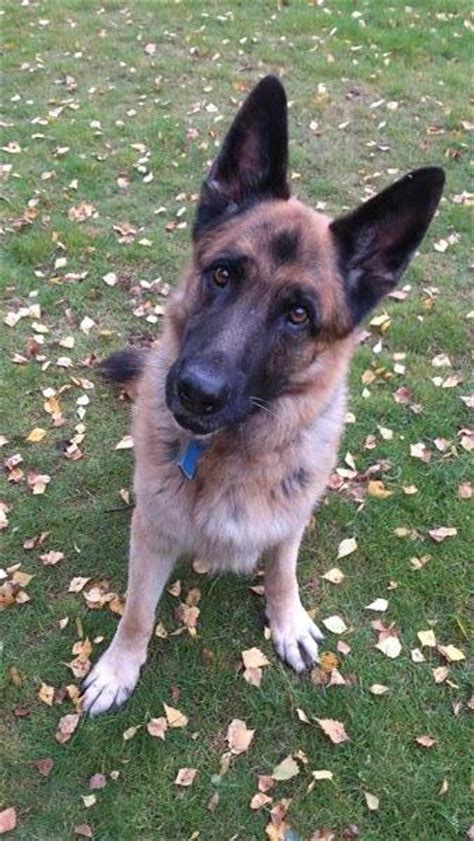 Jed 8 Year Old Male German Shepherd Dog Dog For Adoption