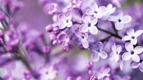 Wallpaper Lilac Bloom Purple Blurry Background 1920x1200 Hd Picture Image