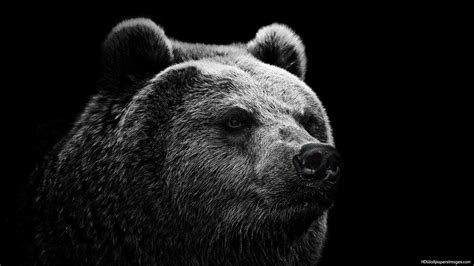 Cool Bear Wallpapers Top Free Cool Bear Backgrounds Wallpaperaccess