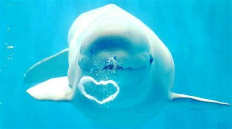 Beluga Blowing Heart Bubble So Cute Water Animals Baby Animals Funny