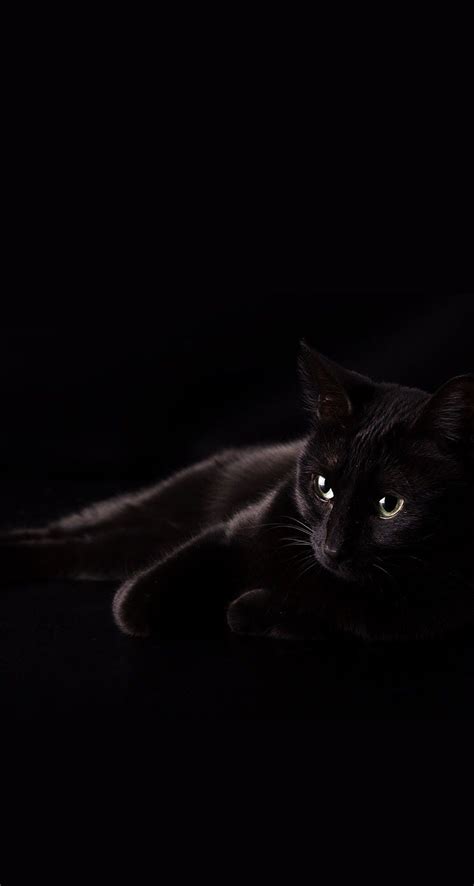 Sleeping Black Cat Wallpaper