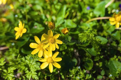 Yellow Spring Flowers Stock Image Image Of Anemone Blurred 39575649