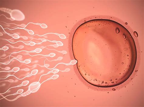 Where Does Fertilization Occur Facts That May Surprise You