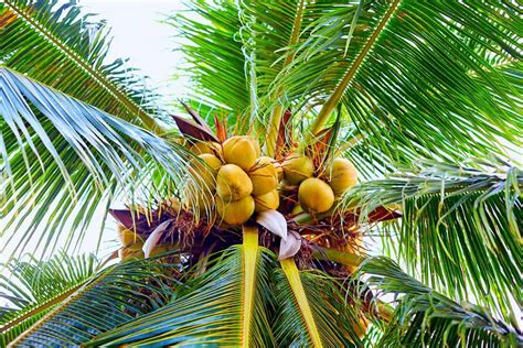 Single Coconut Tree With Coconut Single Coconut Palm Tree At The