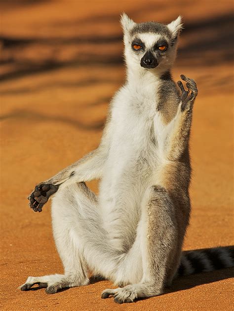 Ring Tailed Lemur Sean Crane Photography