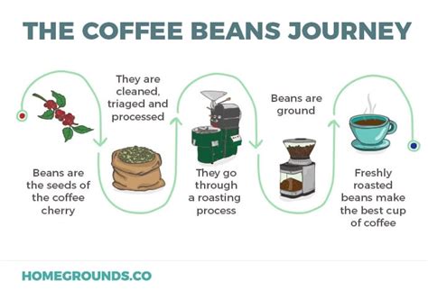 How To Make Your Own Coffee Beans Ideas Of Europedias