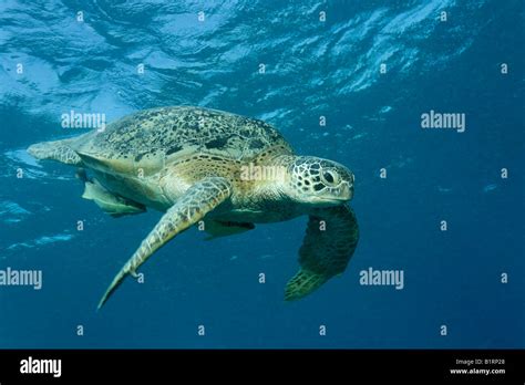 Green Sea Turtle Chelonia Mydas And Suckerfish Diving Under After