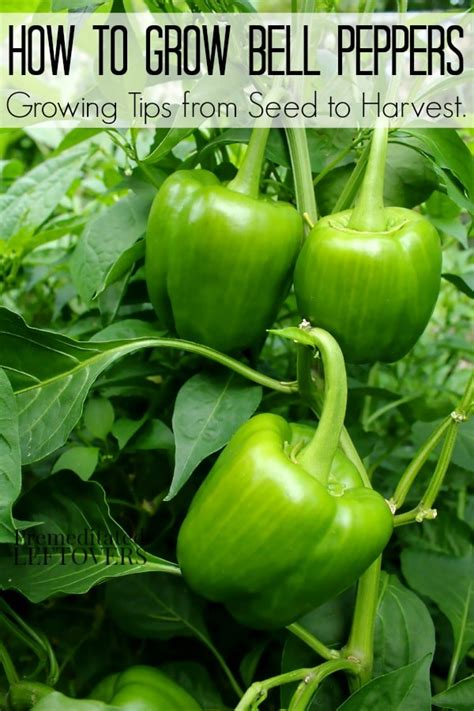 How To Grow Peppers From Seeds Cancercupportindia