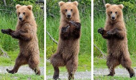 Funny Photography Of A Dancing Grizzly Bear Nature News Uk