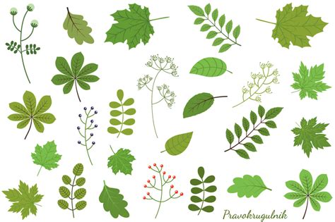 Green Leaves Clipart Set Spring Foliage Greenery 99902