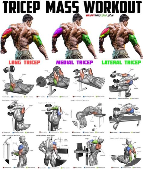 How To Build Triceps Tips And Exercises For Stronger Arms Rijals Blog