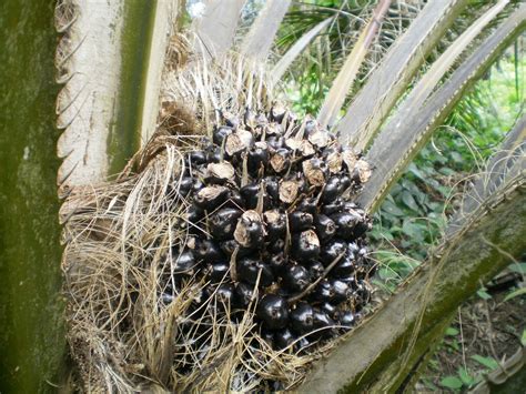 Manajemen tenaga kerja yang baik di perkebunan kelapa sawit diperlukan agar perusahaan mampu menerapkan indonesian sustainable palm oil (ispo). kelapa sawit: Kesan Serangan Tikus