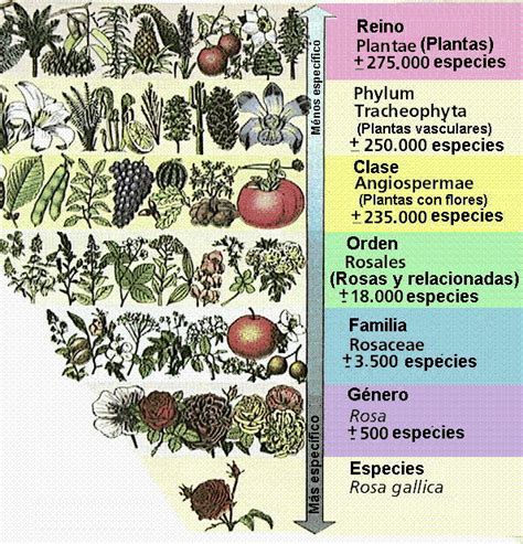 El Reino Plantae Las Plantas Naturalblog