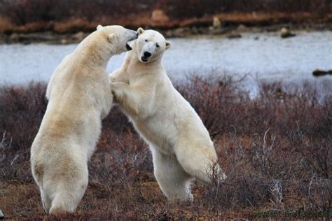 Bears Mating Bear Animals Polar Bear