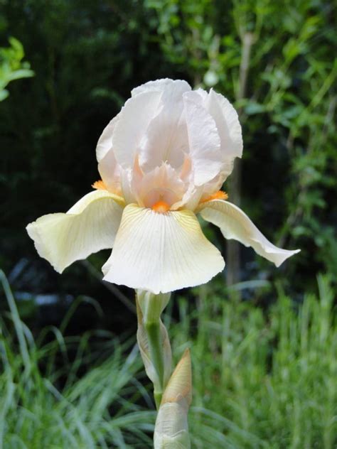 Iris Germanica Nel Jape Verschoor Horticulture