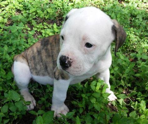 This is the price you can expect to pay for the french bulldog breed. American Bulldog NKC Purebred Puppies for Sale in San ...