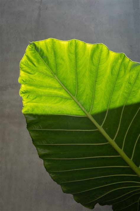 Large Tropical Leaves Close Up Pattern Stock Image Image Of Growth