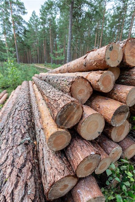 Cut Down Tree Trunks Woodlog In Forest In Piles Stock Image Image Of