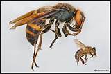 Images of Japanese Wasp Vs Bees