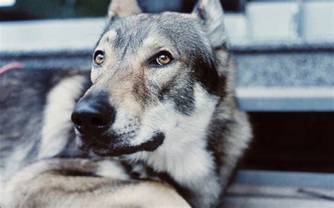 Wilczak czechosłowacki pies o wyglądzie wilka Przychodnia zwierzak