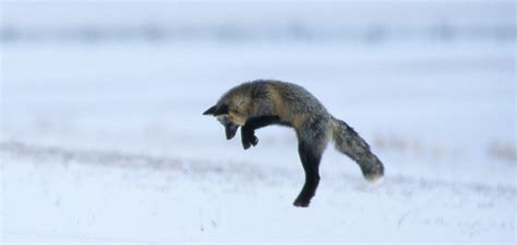 Video A Hunting Red Fox Demonstrates His Scientific Method