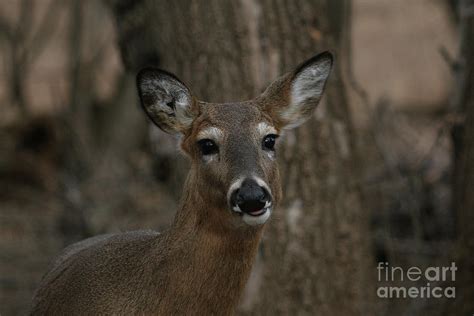 Whitetail Deer Photograph By Lori Tordsen Fine Art America