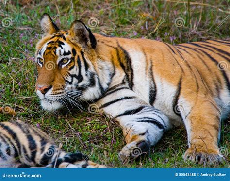 Wild Tiger Lying On The Grass India Bandhavgarh National Park Madhya