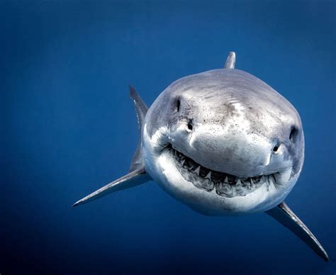 Great White Sharks Find Britains Coasts ‘perfect For Hunting And