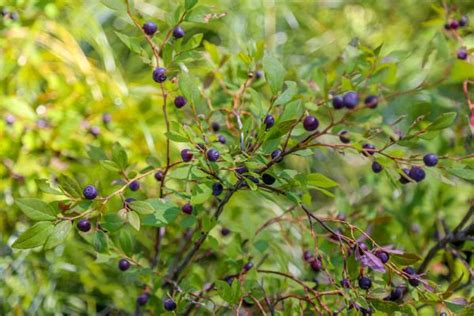 How To Identify Huckleberries What A Huckleberry Bush Looks Like