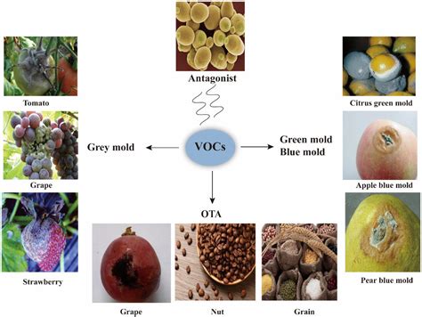 Frontiers Microbial Volatile Organic Compounds Antifungal Mechanisms