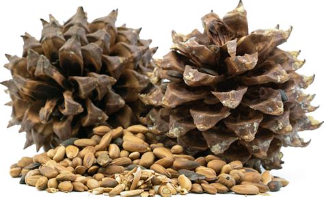 Foraged Pine Nuts Information Recipes And Facts