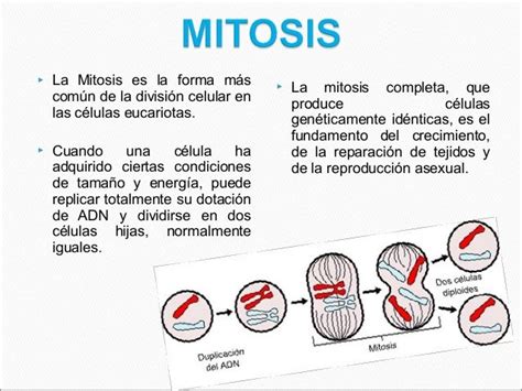 Mitosis Y Meiosis Qué Son Fases Y Diferencias Entre Cada Una