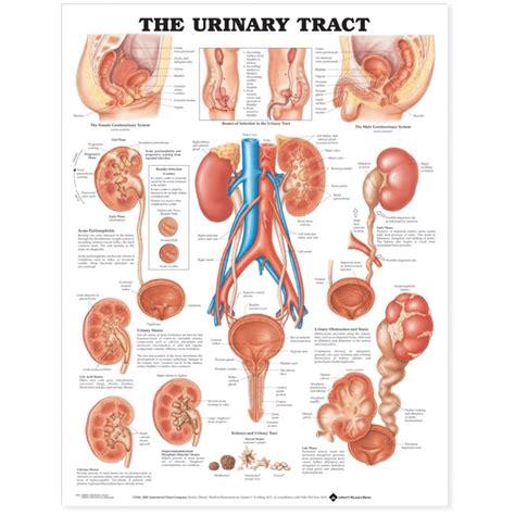 The Urinary Tract Anatomical Chart — Medshop Australia