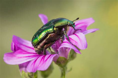 Discover 10 Types Of Green Beetles A Z Animals