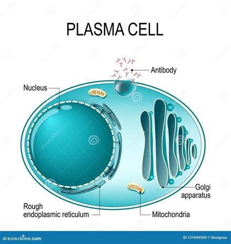 Anatomy Of A Plasma Cell Or B Cell Or Plasmocyte Stock Vector