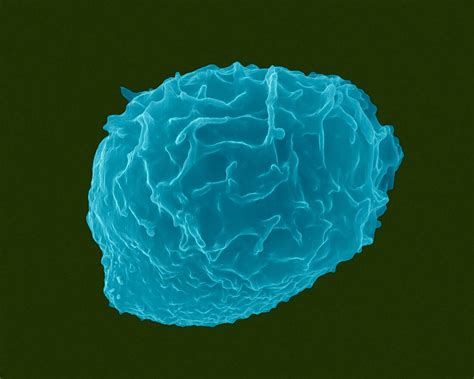 Granulocytic White Blood Cell Sem Bild Kaufen 12297484 Science