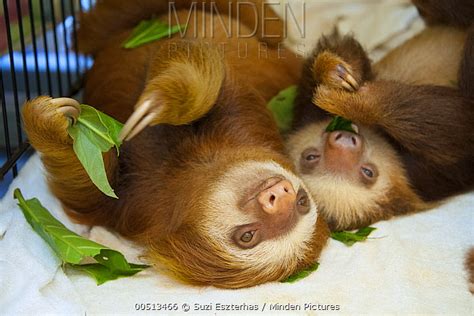 Hoffmanns Two Toed Sloth Stock Photo Minden Pictures